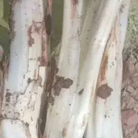 کنگر ریواسی