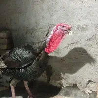 بوقلمون فوق العاده سنگین