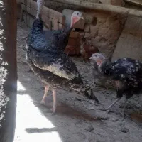 بوقلمون ماده یک ساله