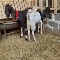 فروش. بز دورگ پاکستانی کهره دار
