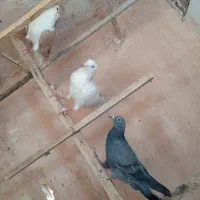 کفتر گرفتنی
