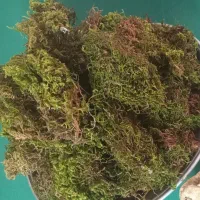 خزه تازه بدونه رطوبت