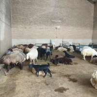 فروش گوسفند زنده بهداشتی
