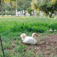 قو غاز دو ماهه