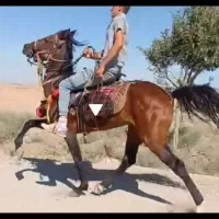اسب 6 ساله رام و زیبا