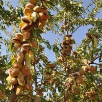 نهال بادام رامسکا دیرگل و مقاوم و اقتصادی