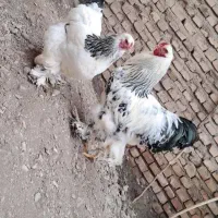 برهما|حیوانات مزرعه|اردبیل, |دیوار
