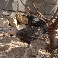 بوقلمون با دو جوجه به فروش می رسد.