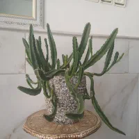 گل طبیعی
