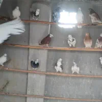 کفتر
