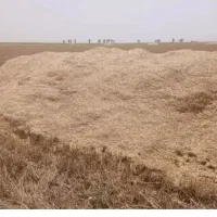 کاه گندم دیمه زار