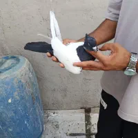 سینه سیاه
