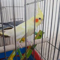 عروس هلندی با قفس و وسایل