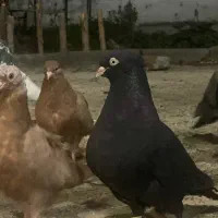 کفتر زاغ آبادانی عالی به شرط جوجه