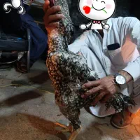 تخم مرغ لاری