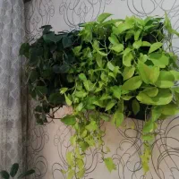 گلدان دیواری طرح دیوار سبز لوتوس