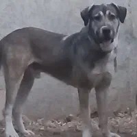 سگ سرابی آدمی سفت
