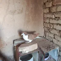 خوشرنگ زرد ماده