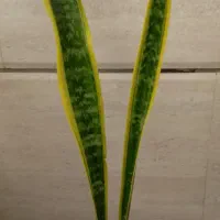 پک ۴عددی گل