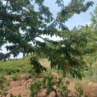 فروش باغ ویلا اراضی فرهنگ
