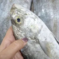 ماهی و میگو بوشهر
