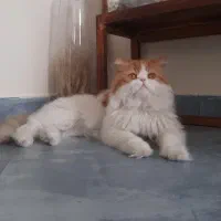 گربه نر جفت گیری