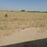 جو امسال تمیز