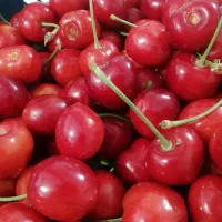 گیلاس درجه یک