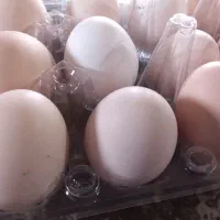 تخم مرغ بومی تازه