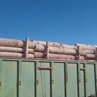 خرید درخت و برش با بهترین قیمت