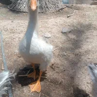 ۵عددجوجه غاز جوان
