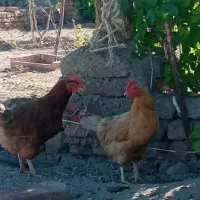 3عددمرغ تخم گذار