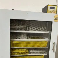 دستگاه جوجه کشی 504 فاخته
