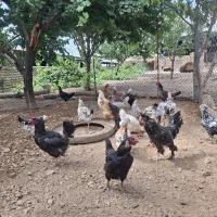 مرغ وخروس