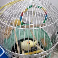 عروس هلندی اهلی ملوس