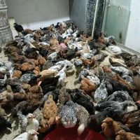 جوجه گلپایگان