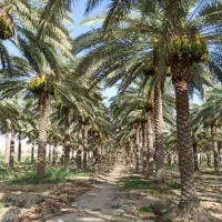 شراکت در کاشت نخل