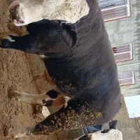 فروش گوساله چاق سیمنتال ودورگ