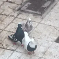 کفتر جفت طوقی سینه