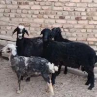 سه عدد بره نره