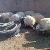 بره|حیوانات مزرعه|گناباد, |دیوار