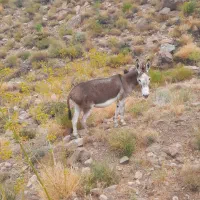 فروش الاغ نر بخته