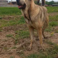 سگ پژدر