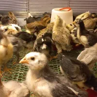 جوجه گلین لری ده روزه