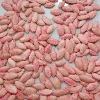 بذر کدو تی 19