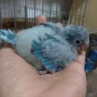 راهب،ملنگوآبی،شاه طوطی سرلاکی