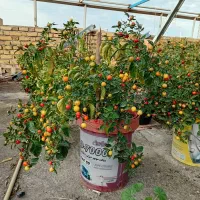 فلفل آجی کاراپیتا