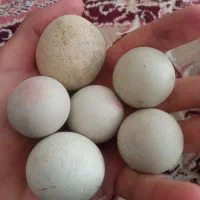 سنگ الماس آسیاب