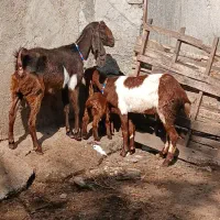 ۲ راس بز پاکستانی گوسفند بره