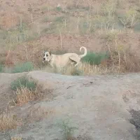 سرابی 22ماهه